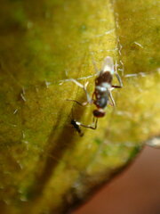 Homalotylus
