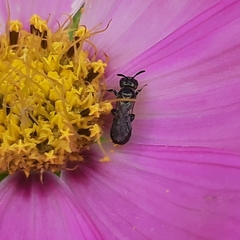 Ceratina