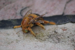 Neoxylocopa