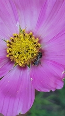 Ceratina