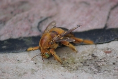 Neoxylocopa