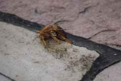 Neoxylocopa
