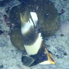 Heniochus chrysostomus