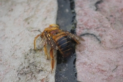 Neoxylocopa