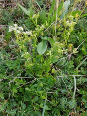 Apium graveolens