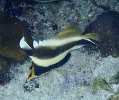 Heniochus chrysostomus
