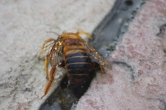 Neoxylocopa