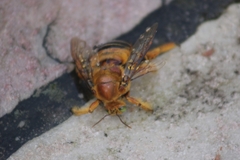 Neoxylocopa