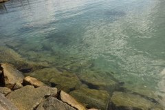 Acanthurus triostegus