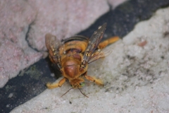Neoxylocopa