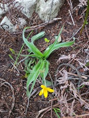 Hypoxis villosa