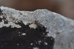 Paramogoplistes novaki