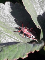 Rhynocoris