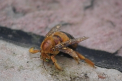 Neoxylocopa