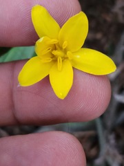Hypoxis villosa