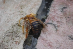 Neoxylocopa