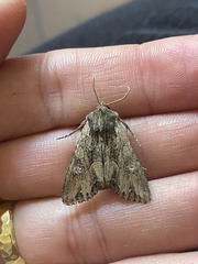 Mniotype occidentalis