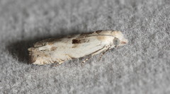 Eucosma lacteana
