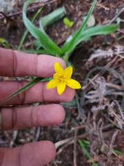Hypoxis villosa