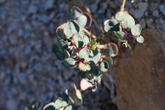 Euphorbia perennans