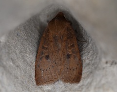 Epiglaea decliva
