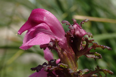 Pedicularis rostratocapitata