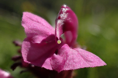 Pedicularis rostratocapitata