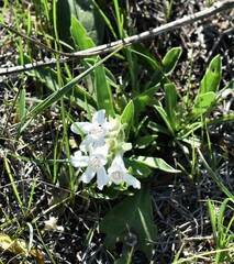 Penstemon albidus