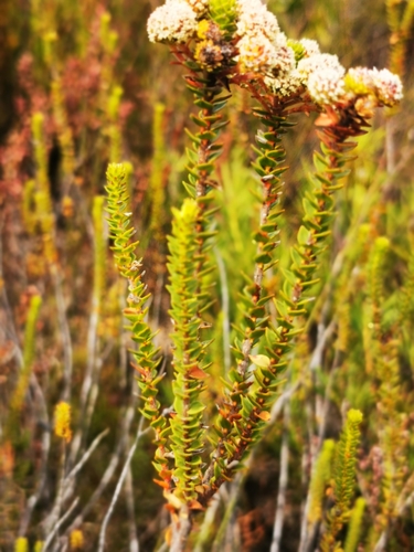 Image of Berzelia cordifolia by (c) Barbara le Roux, some rights reserved (CC BY-SA)
