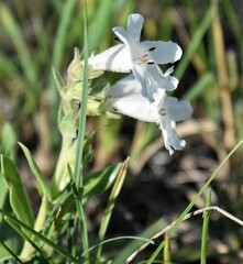 Penstemon albidus