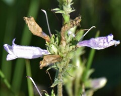 Penstemon gracilis