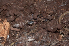 Paramogoplistes novaki