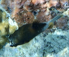 Arothron nigropunctatus