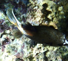 Arothron nigropunctatus