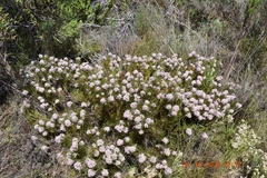 Serruria rubricaulis