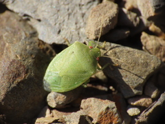 Acrosternum millierei
