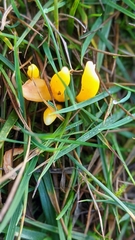 Clavulinopsis helvola