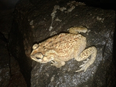 Duttaphrynus melanostictus