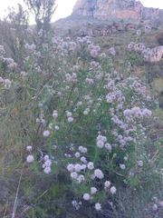 Serruria pedunculata