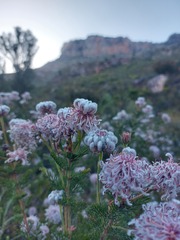 Serruria pedunculata