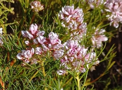 Serruria ascendens