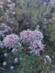 Serruria pedunculata