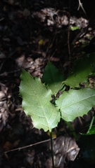 Citronella mucronata