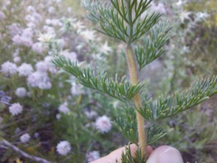 Serruria pedunculata