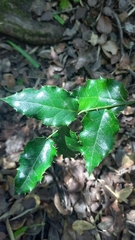 Citronella mucronata