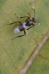 Homalotylus
