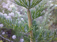 Serruria pedunculata