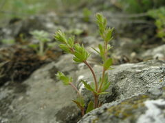 Veronica verna