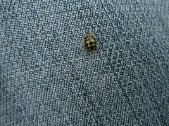 Coccinula quatuordecimpustulata