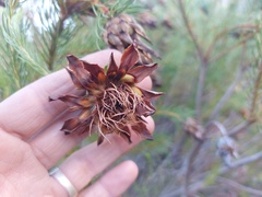 Protea nana